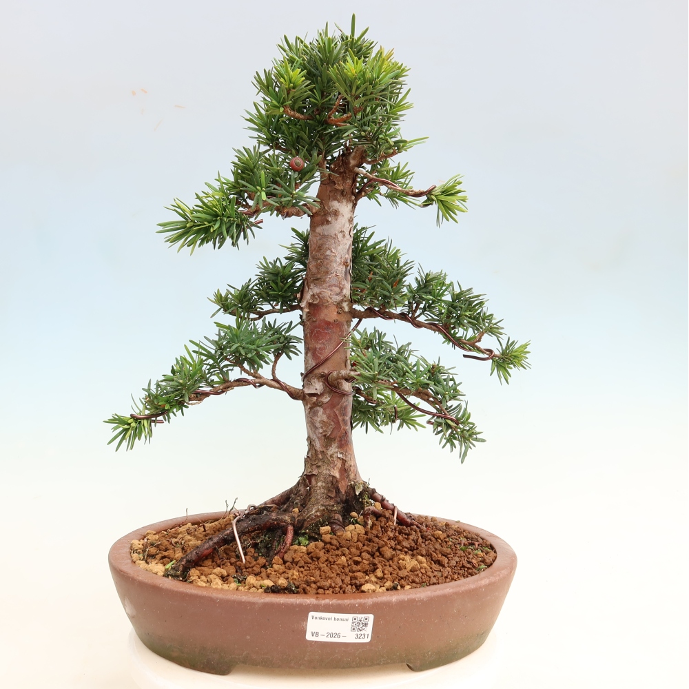 Kültéri bonsai - Taxus cuspidata - japán tiszafa