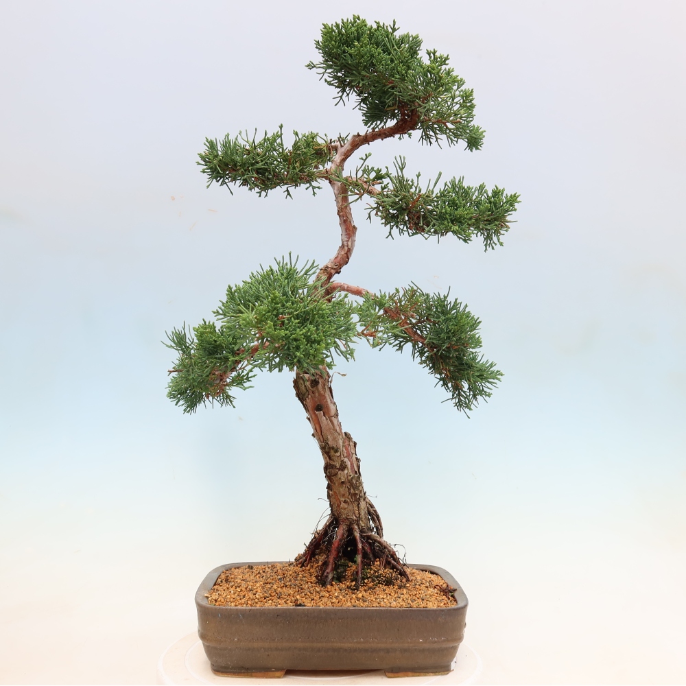 Kültéri bonsai - Juniperus chinensis Kishu