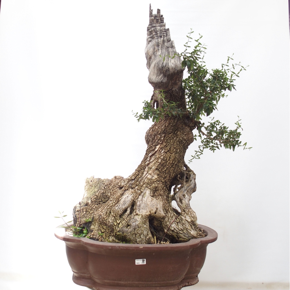 Beltéri bonsai - Olea europaea sylvestris
