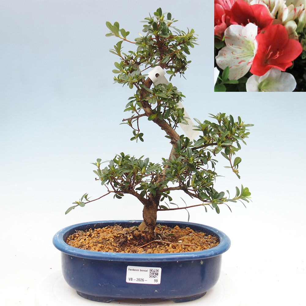 Kültéri bonsai - Japán azálea - Azálea Asahi-no-izumi