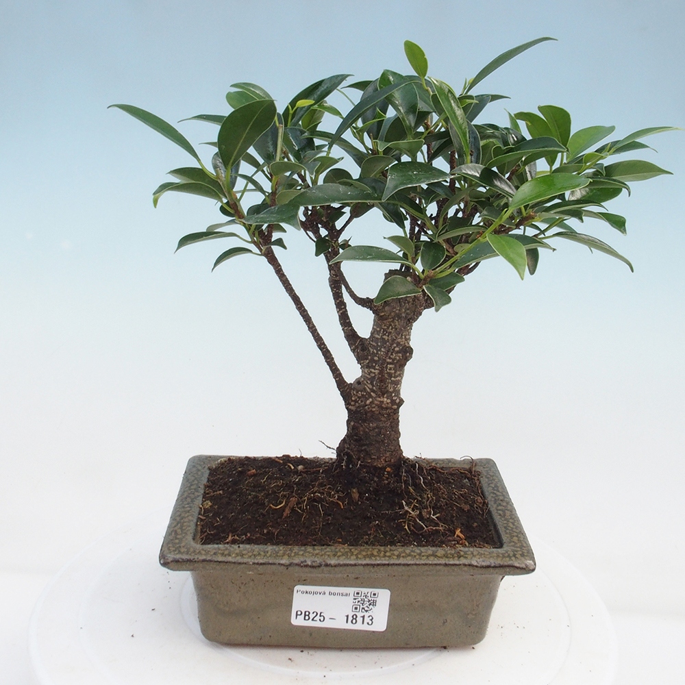 Szobai bonsai - Ficus retusa - kislevelű fikusz