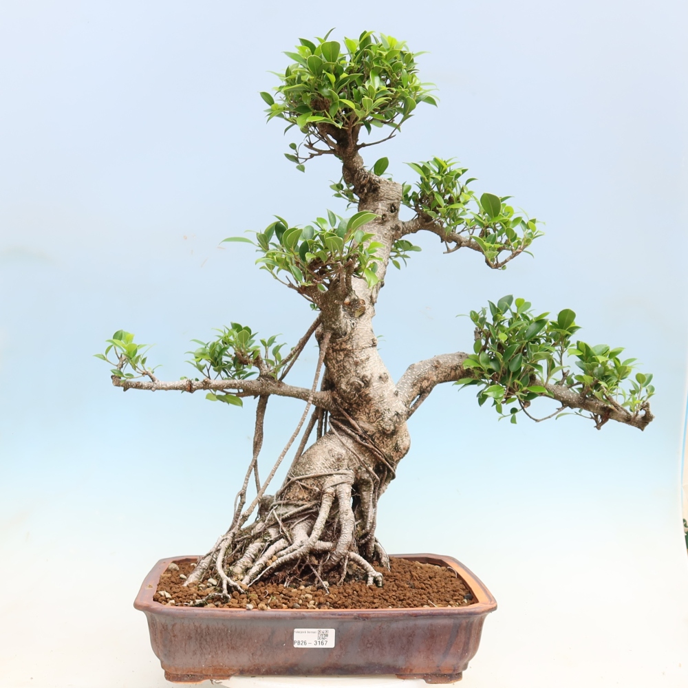 Szobai bonsai - Ficus kimmen - kislevelű fikusz