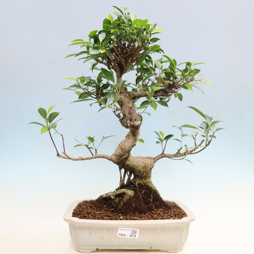 Szobai bonsai - Ficus kimmen - kislevelű fikusz