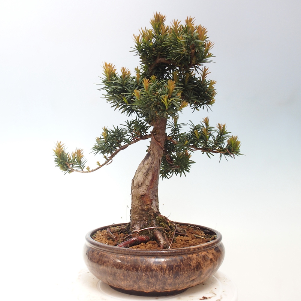 Kültéri bonsai - Taxus cuspidata - japán tiszafa