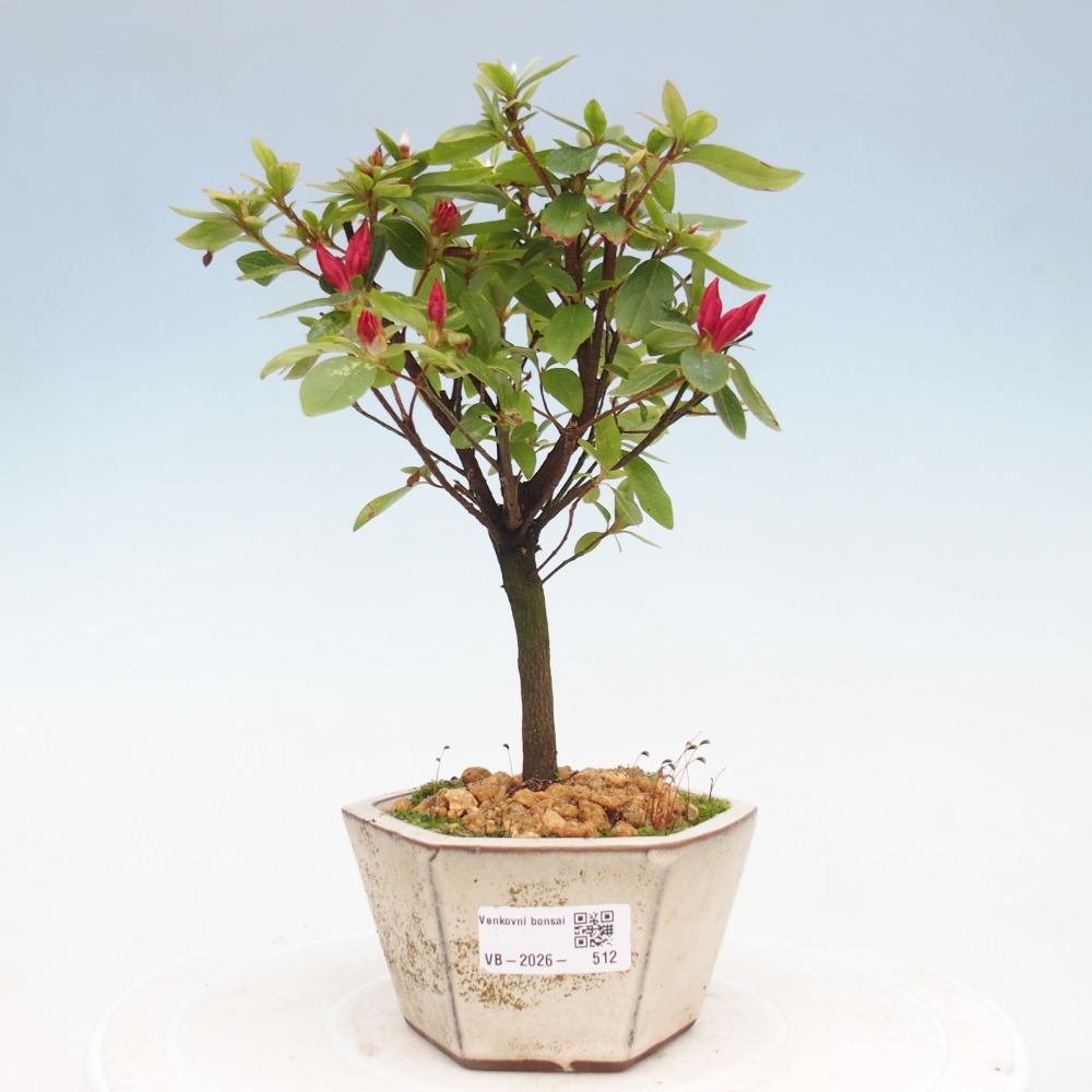 Kültéri bonsai - japán azálea - Azalea sp.