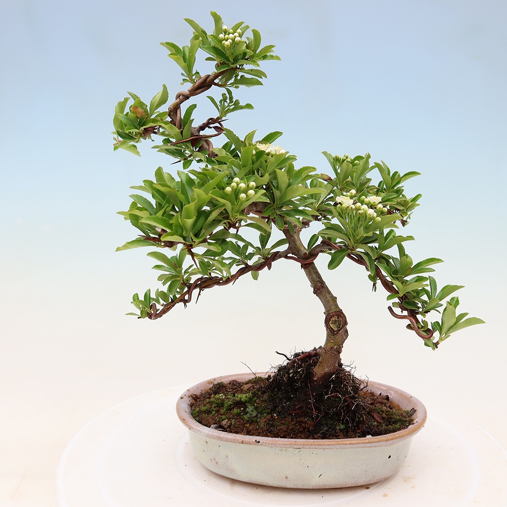 Kültéri bonsai – Pyracantha teton – Vörös tűszem