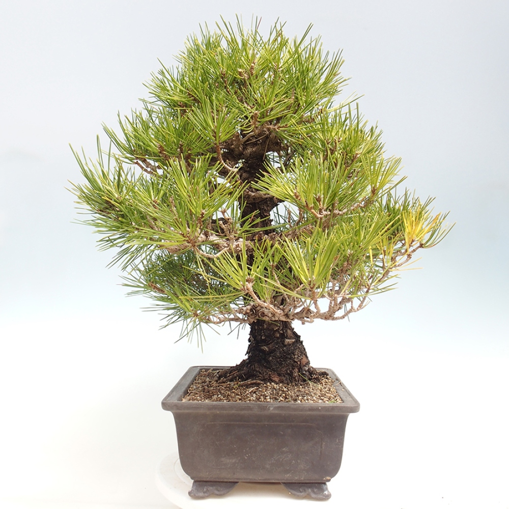 Kültéri bonsai - Pinus thunbergii - Thunberg fenyő