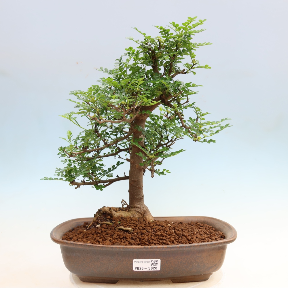 Szobai bonsai - Zantoxylum piperitum - borsfa