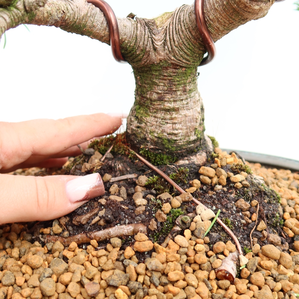 Kültéri bonsai – Pinus mugo Humpy – Törpefenyő