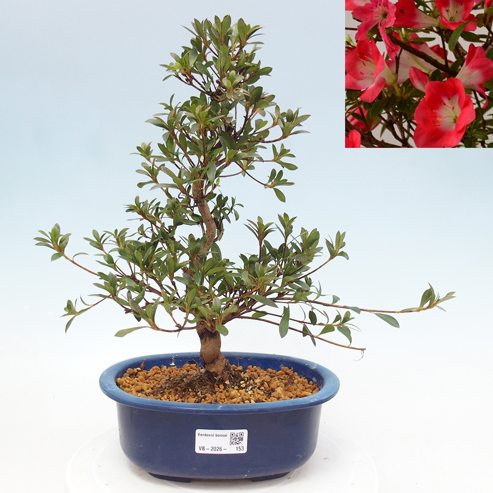 Kültéri bonsai - Japán azálea - Azalea Beniko