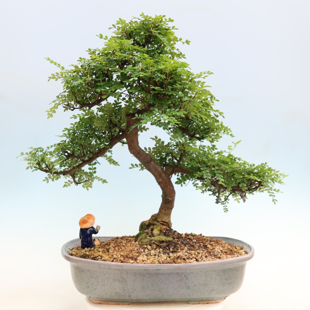 Szobai bonsai - Zantoxylum piperitum - borsfa