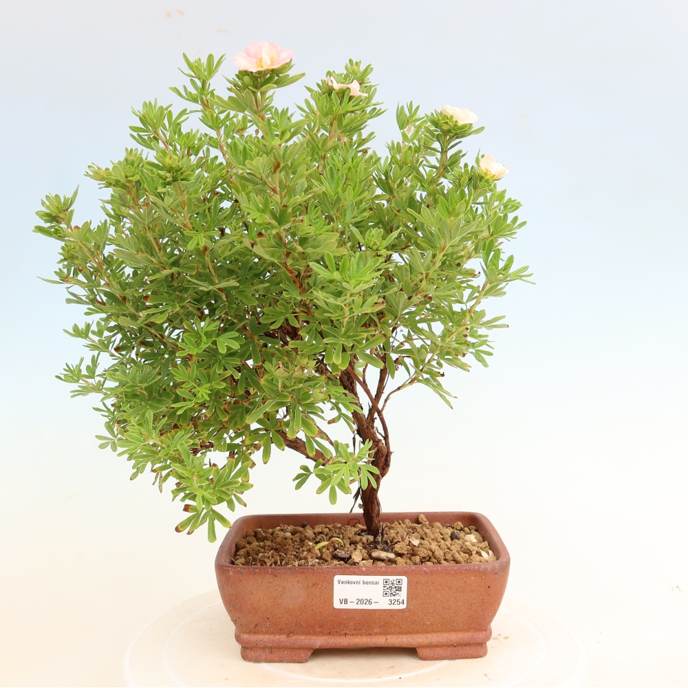 Kültéri bonsai – Cserjés potentilla – Potentilla fruticosa Bellissima