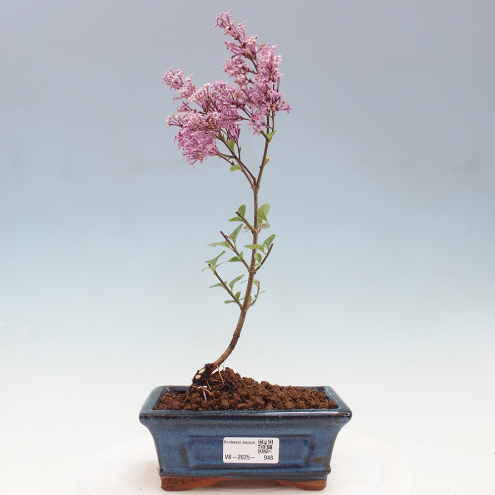 Kültéri bonsai - Syringa Meyeri Palibin - Meyer's Lilac