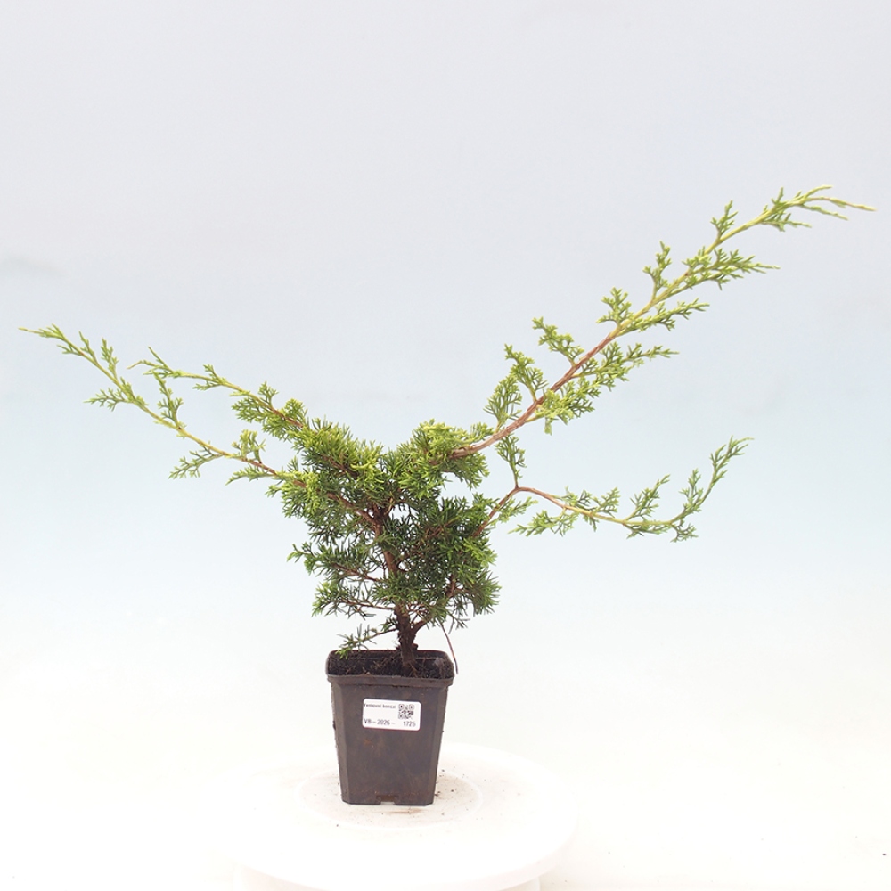 Kültéri bonsai - Juniperus chinensis Itoigawa
