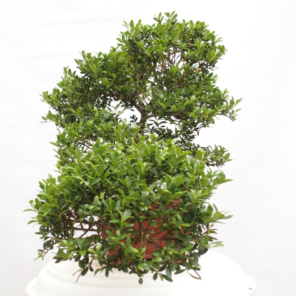 Szobai bonsai - Ilex crenata - Holly