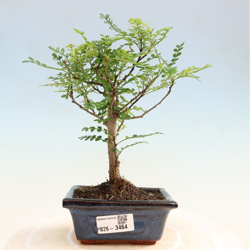 Szobai bonsai - Zantoxylum piperitum - borsfa