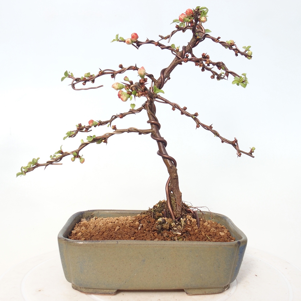 Kültéri bonsai - Chaneomeles s. Red Joy - birs