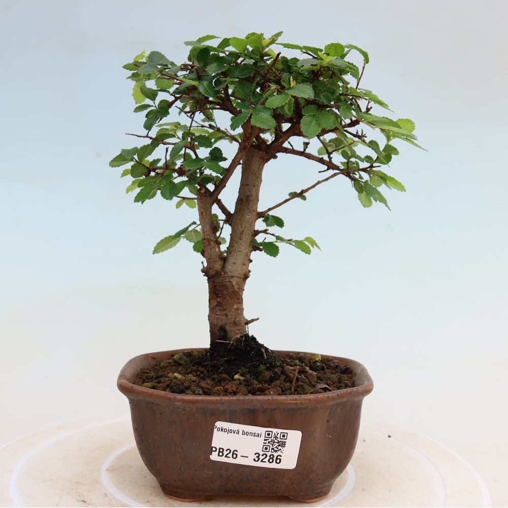 Szobai bonsai - Ulmus parvifolia - Kislevelű szilfa