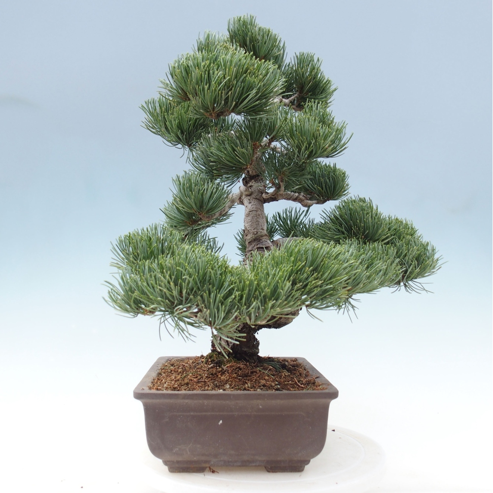 Kültéri bonsai - Pinus parviflora - Pinus parviflora