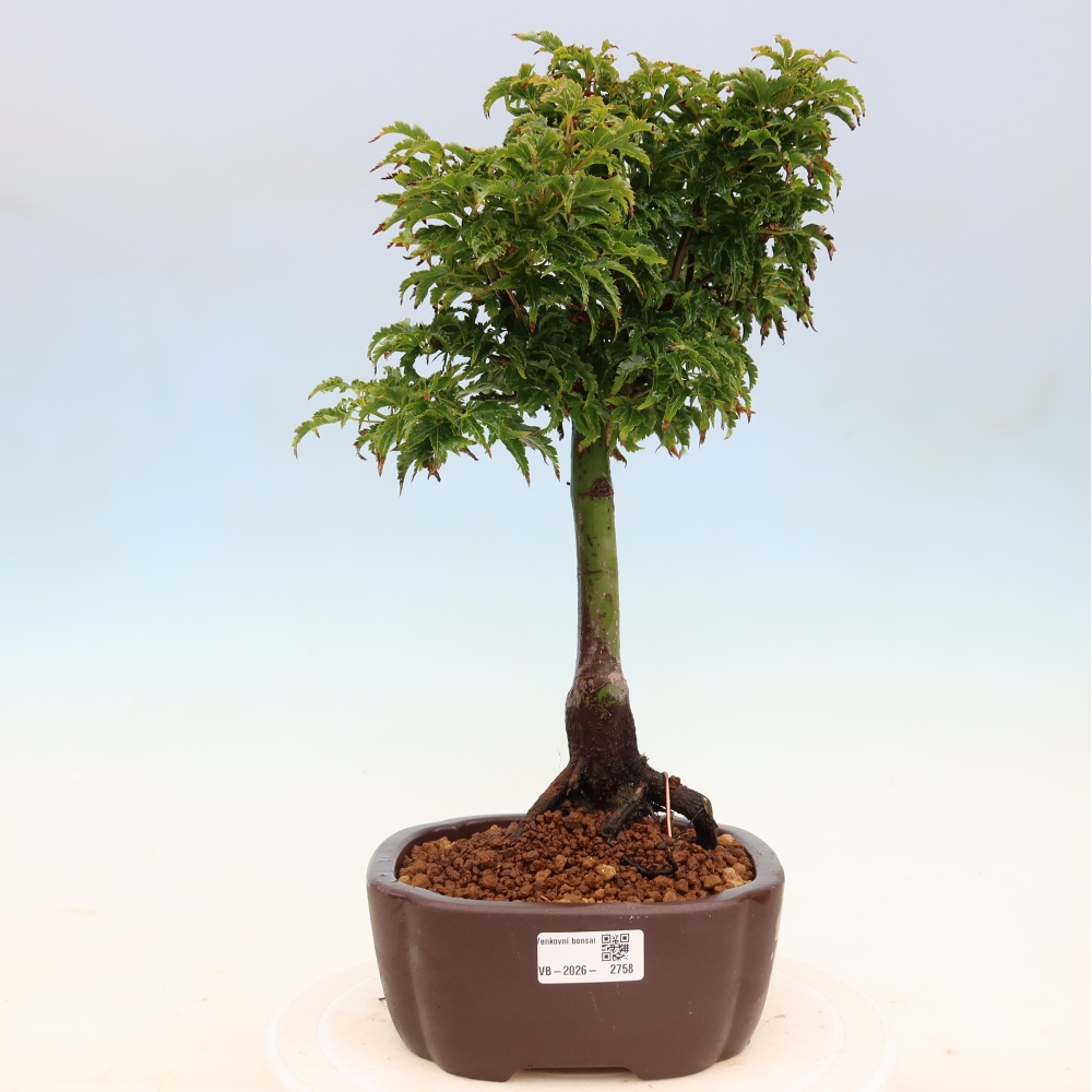 Kültéri bonsai -Javor pálma Acer palmatum Shishigashira