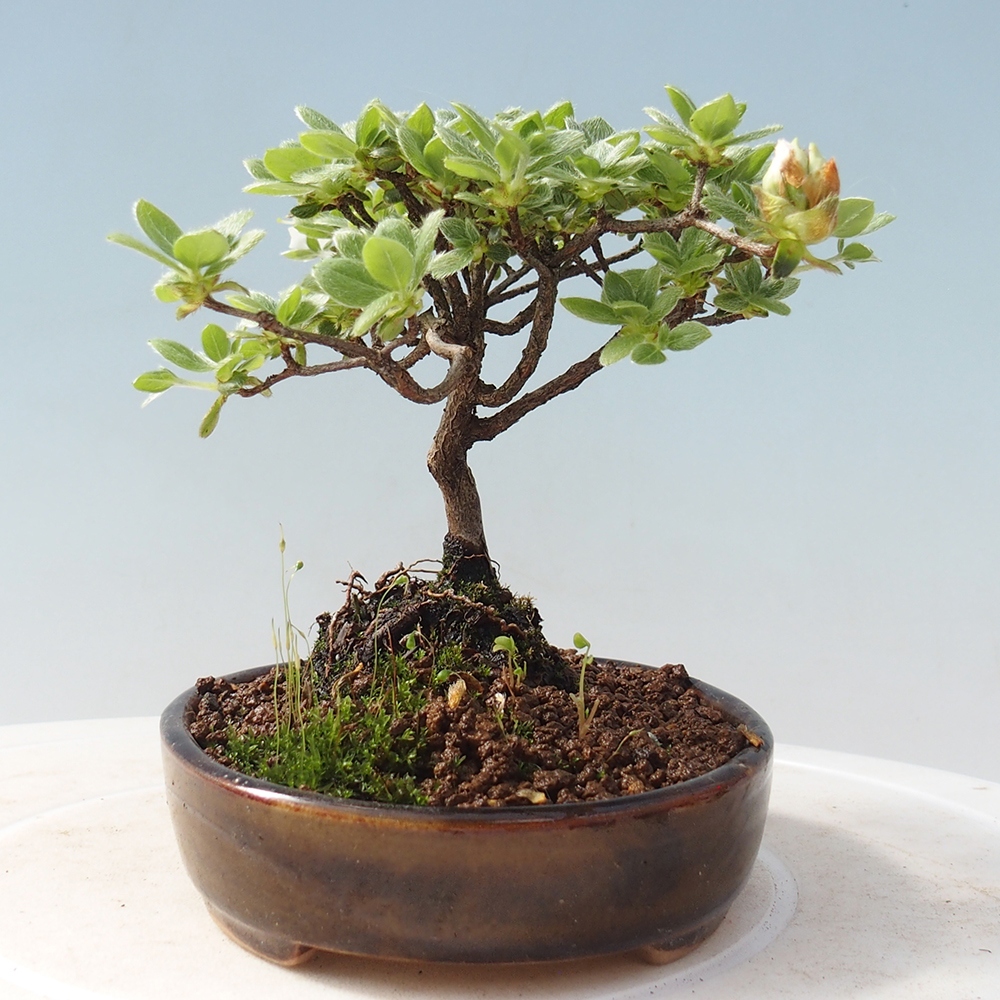 Kültéri bonsai - Rhododendron indicum - japán azálea
