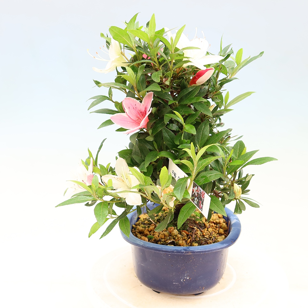 Kültéri bonsai - japán azálea - Azálea CHIHIRO