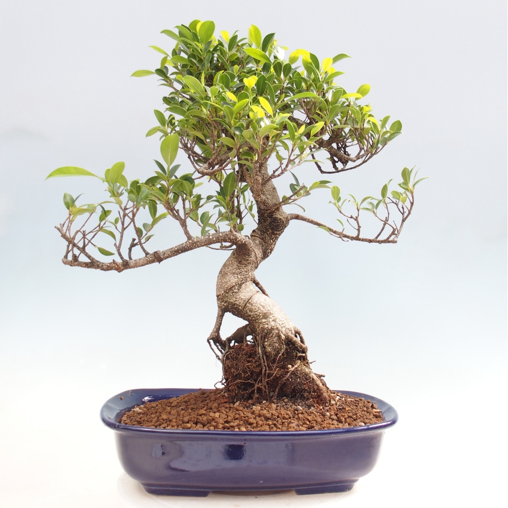 Szobai bonsai - Ficus kimmen - kislevelű fikusz