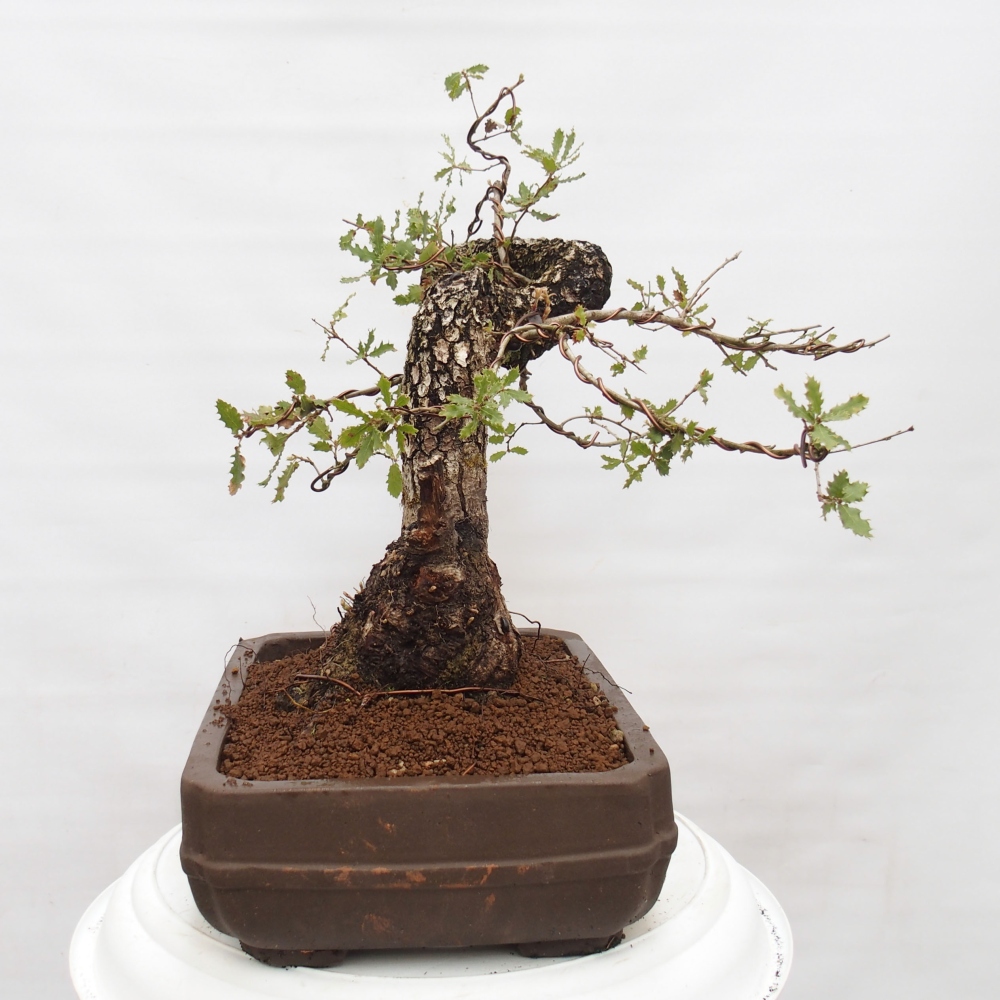 Yamadori - Quercus Ilex - Tölgy magyal