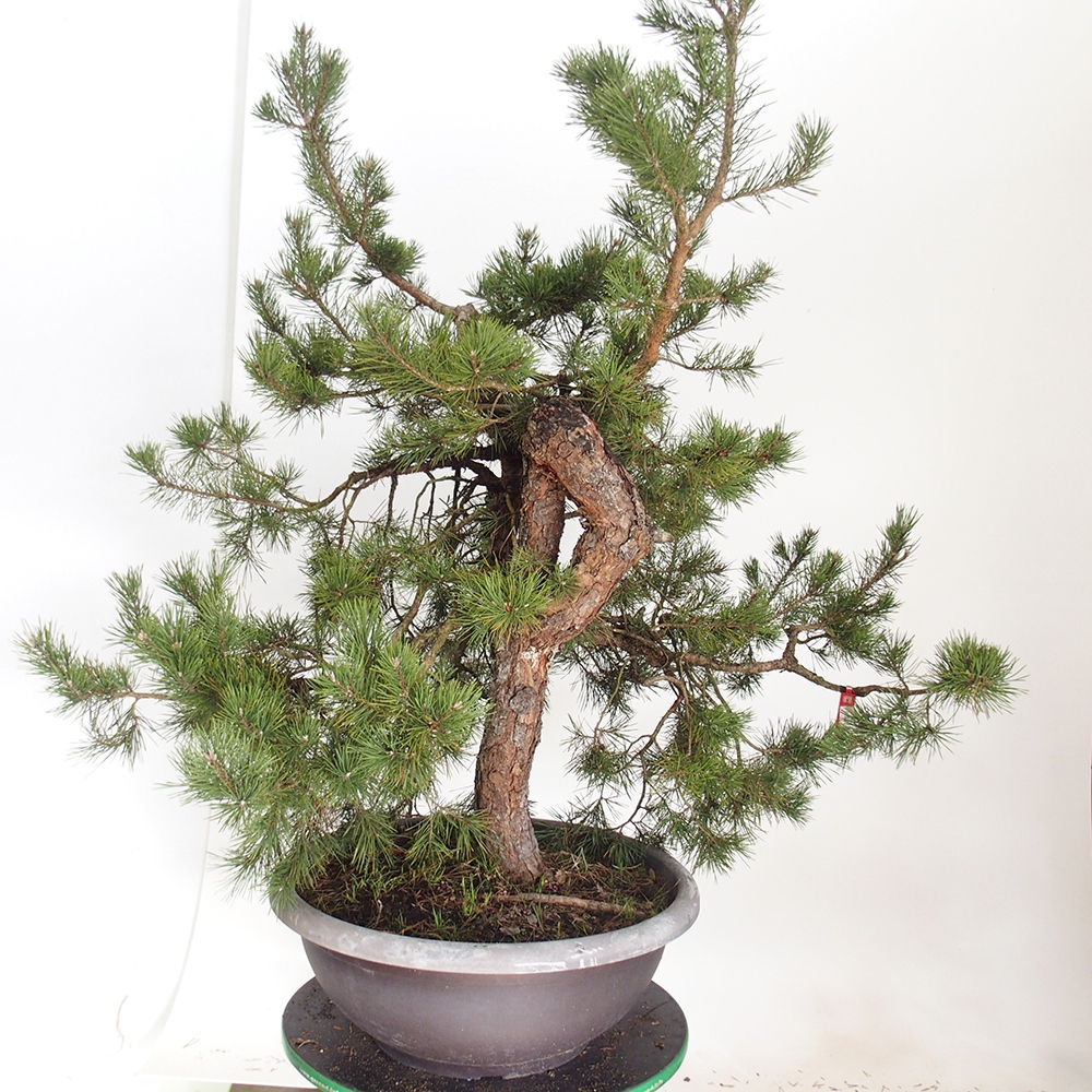 Yamadori - Pinus sylvestris Spanyolország