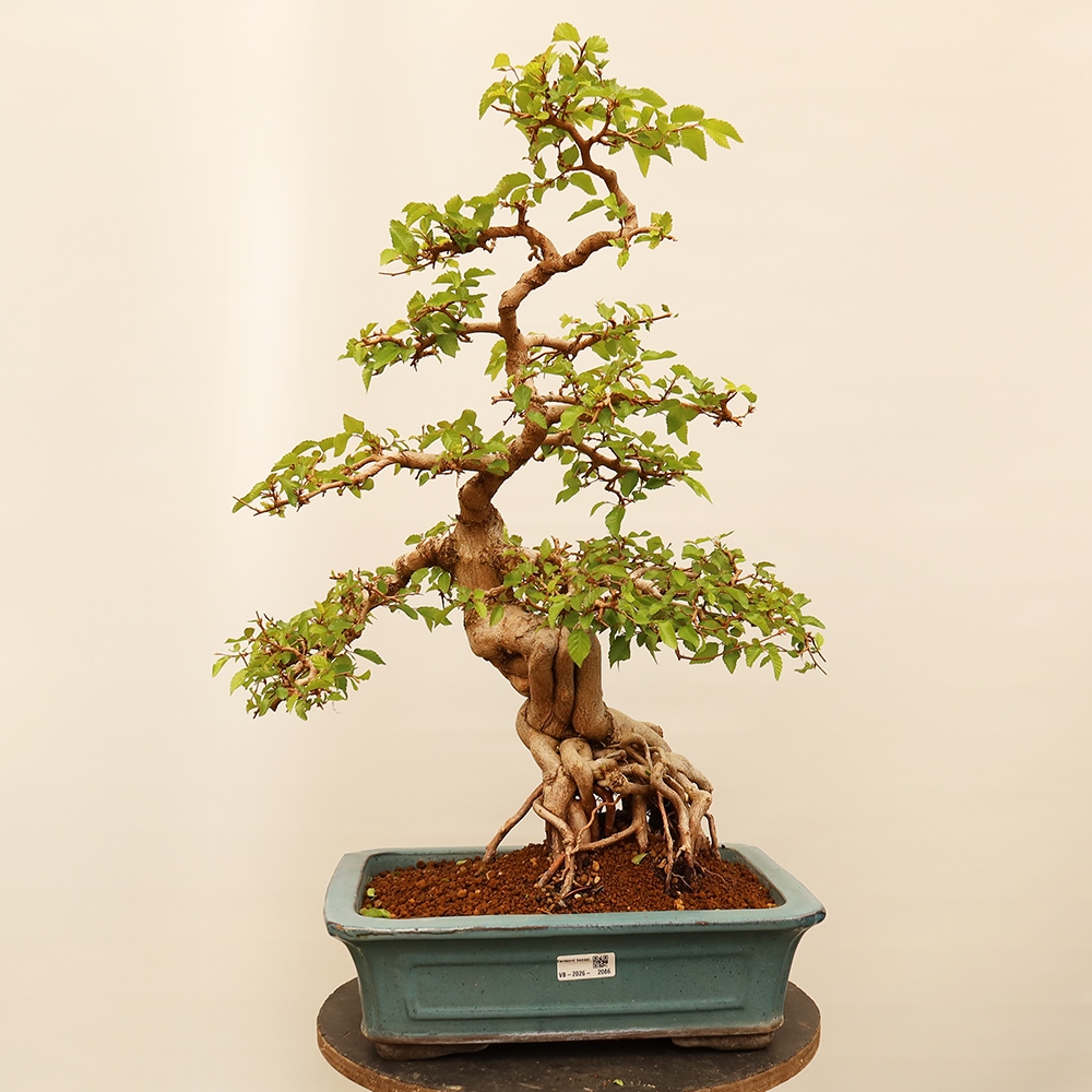 Kültéri bonsai -Carpinus Coreana - Koreai gyertyánfa