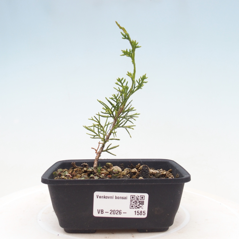 Kültéri bonsai - Juniperus chinensis Itoigawa