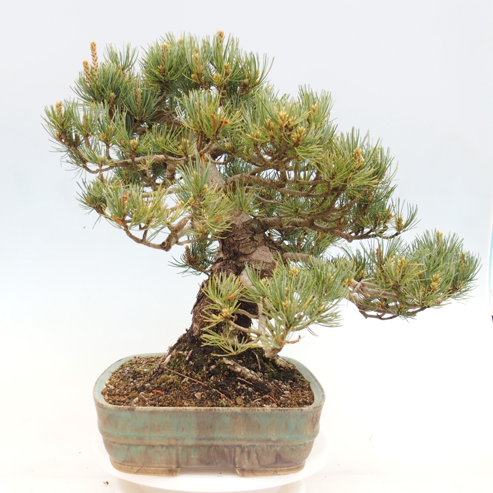 Kültéri bonsai - Pinus parviflora - Pinus parviflora