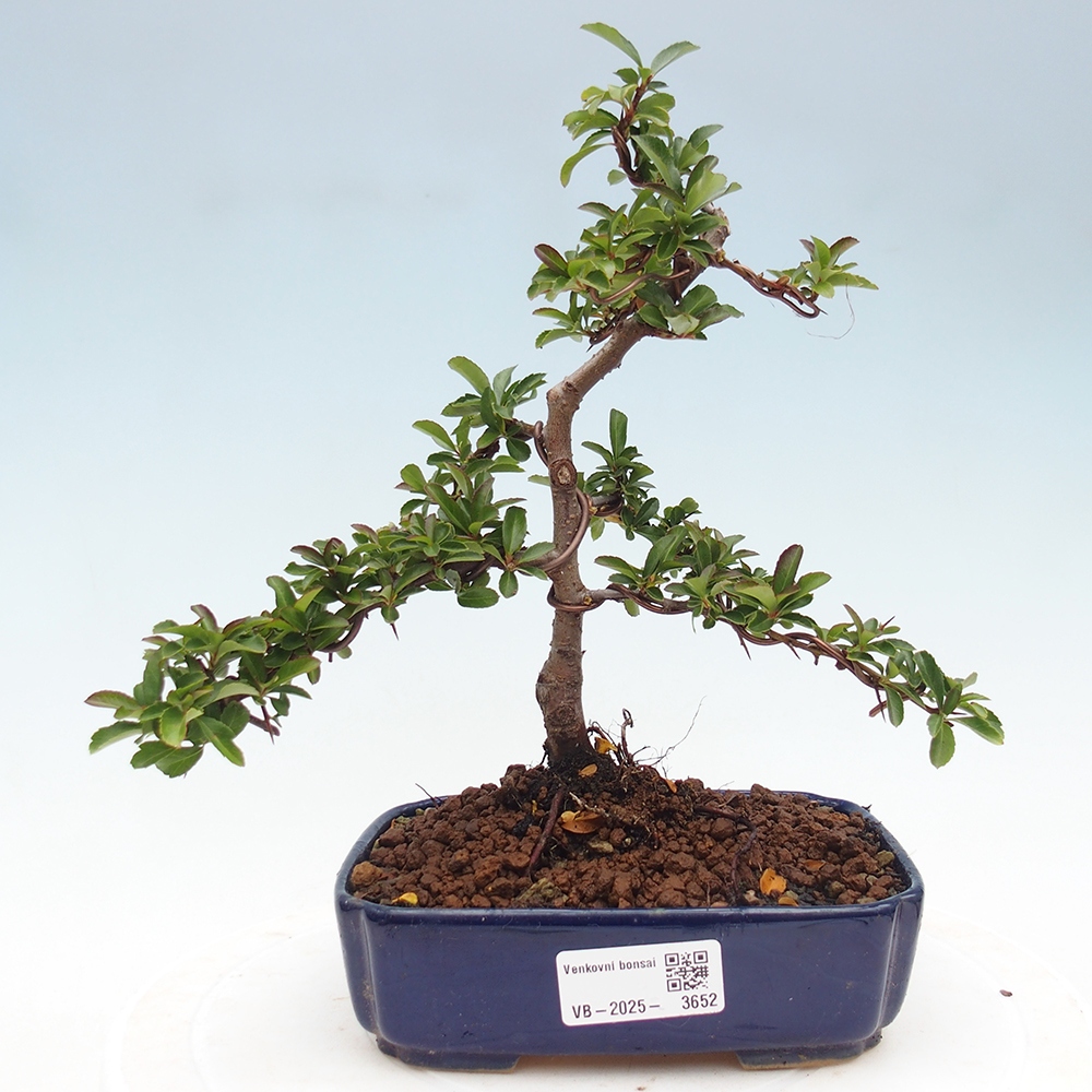 Kültéri bonsai-Pyracantha Teton - Hlox