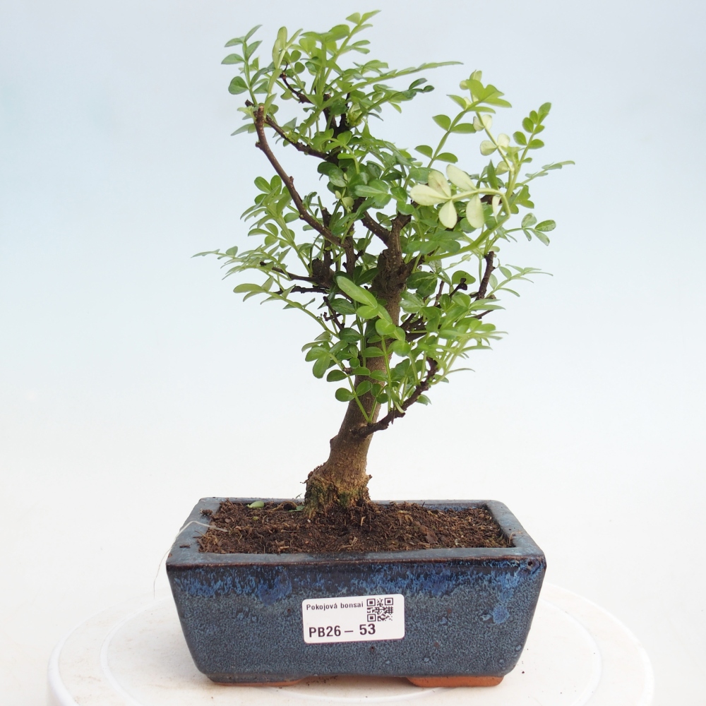 Szobai bonsai - Zantoxylum piperitum - borsfa