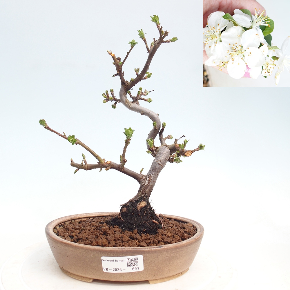 Kültéri bonsai - Malus sargentii - Kis gyümölcsű almafa