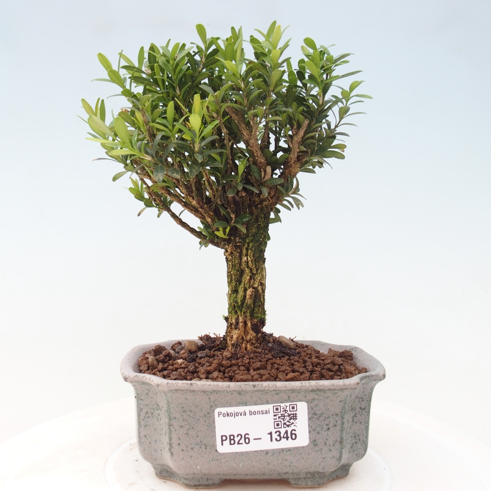 Szobai bonsai - Buxus harlandii - parafa buxus