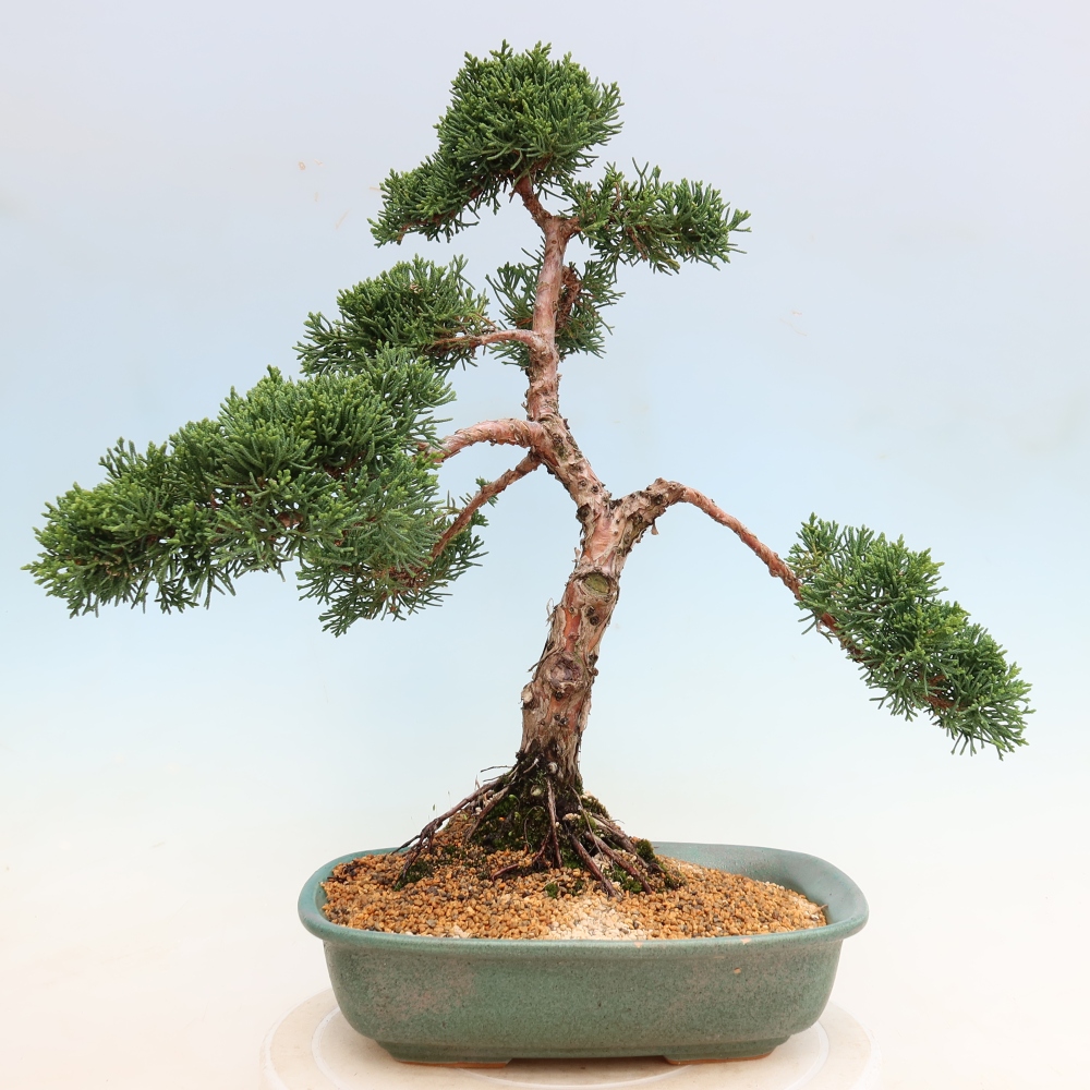 Kültéri bonsai - Juniperus chinensis Kishu