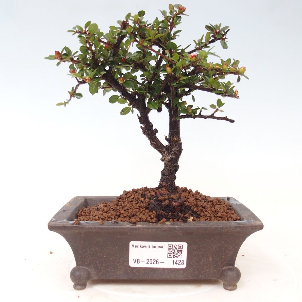 Kültéri bonsai - Cotoneaster horizontalis - Rocky Mountain