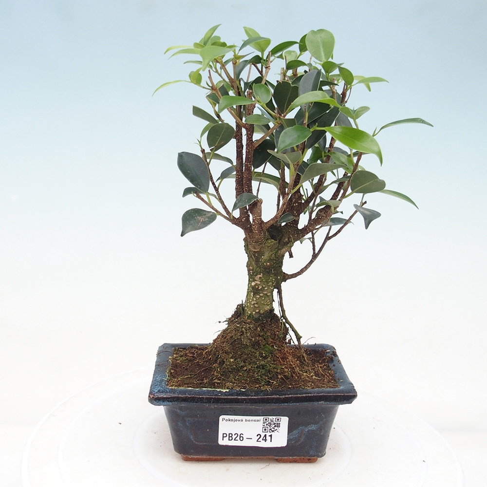 Szoba bonsai Ficus retusa kimmen