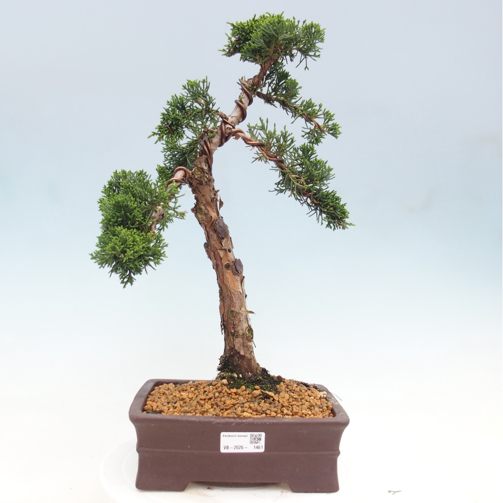 Kültéri bonsai - Juniperus chinensis Kishu