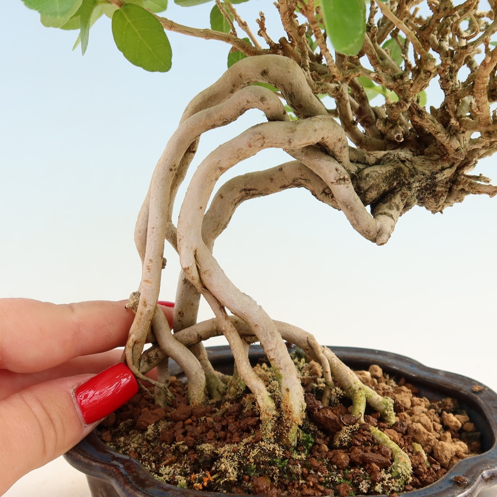 Beltéri bonsai - Premna serratifolia - Kozlovna malolista