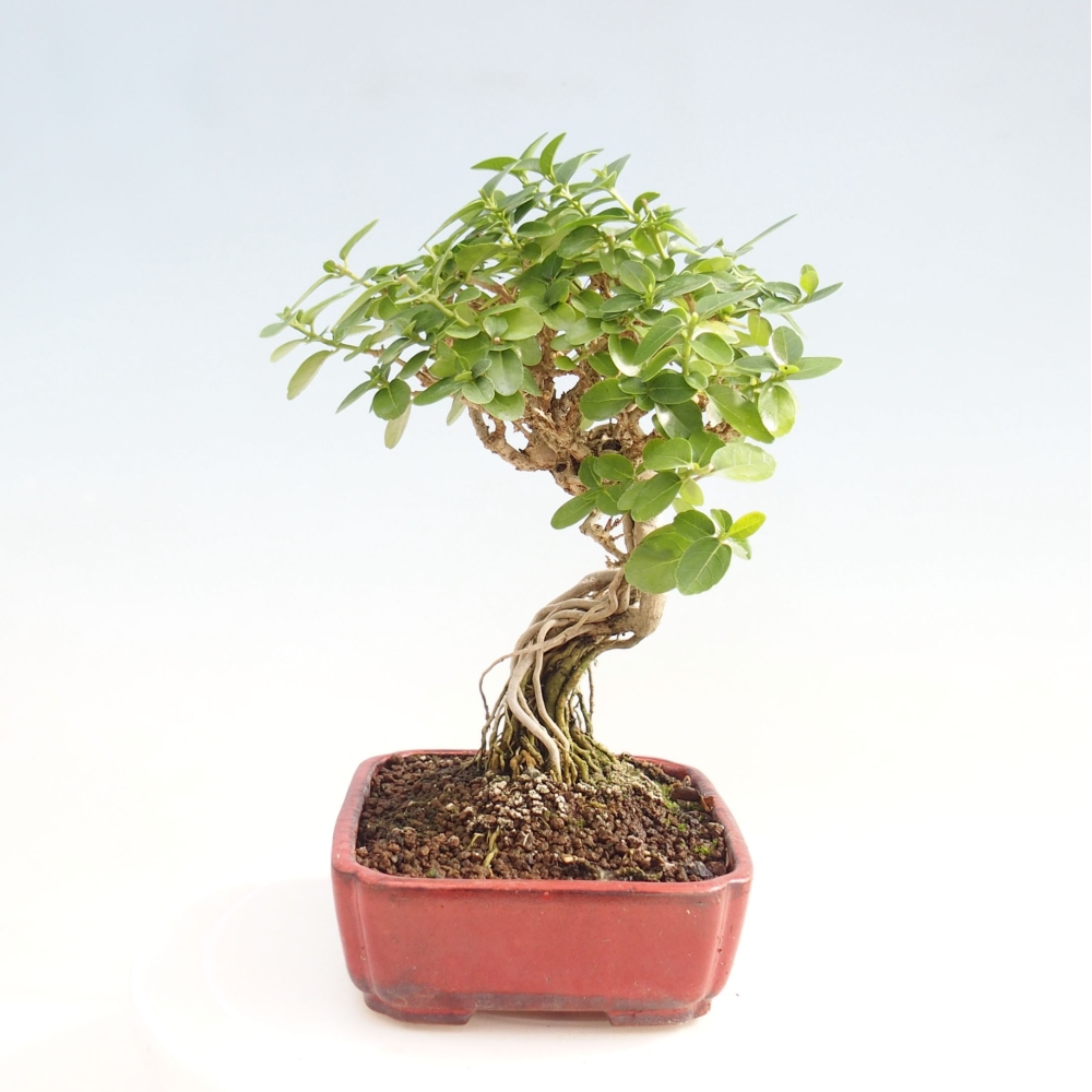 Beltéri bonsai - Premna serratifolia - Kozlovna malolista