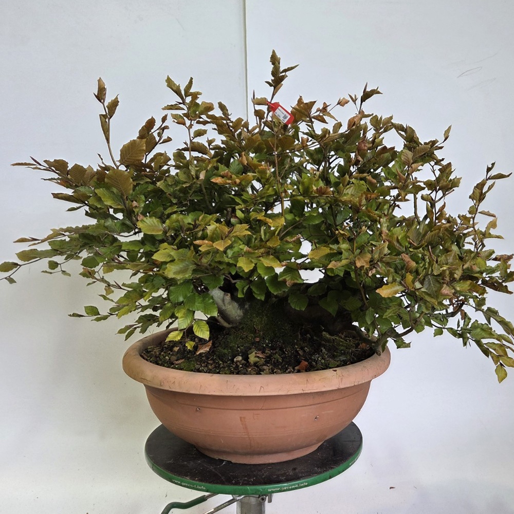 Kültéri bonsai-Fagus sylvatica