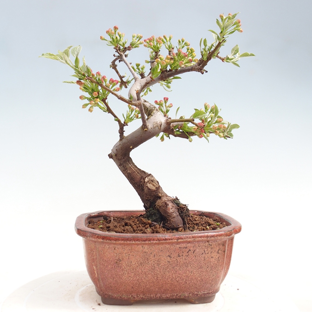 Kültéri bonsai - Malus sargentii - Kis gyümölcsű almafa