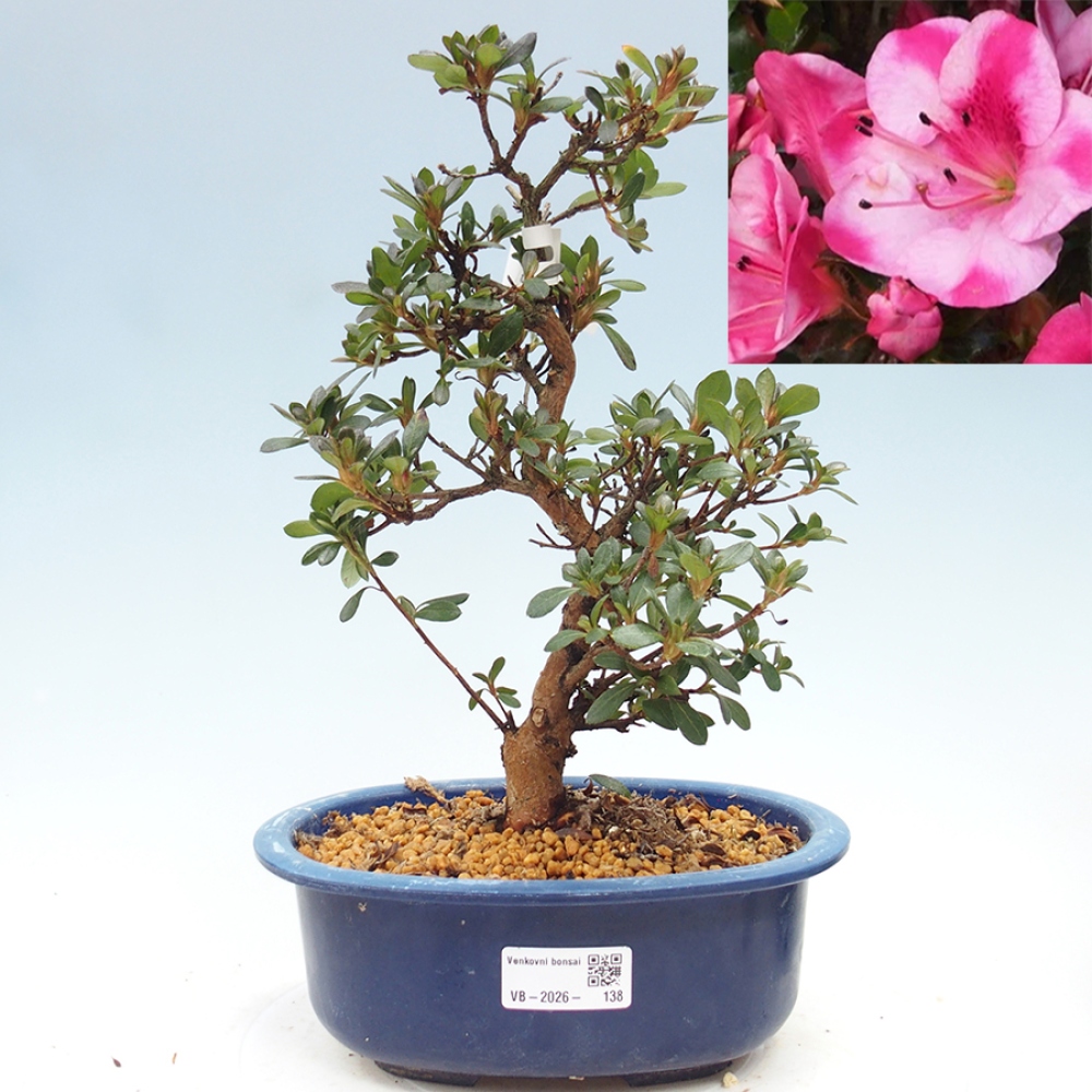 Kültéri bonsai - Japán azálea - Azalea Kobai