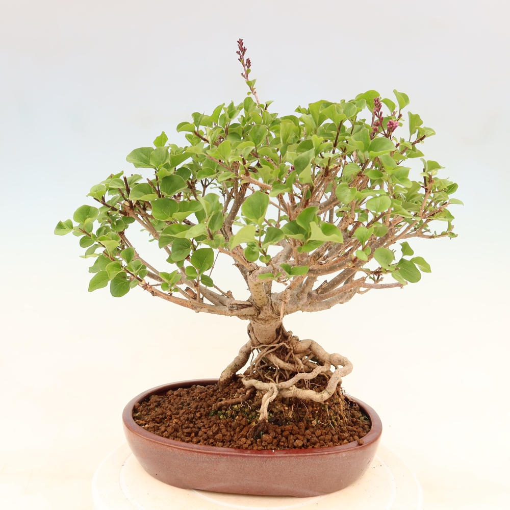 Kültéri bonsai - Syringa microphylla - kisvirágú lila