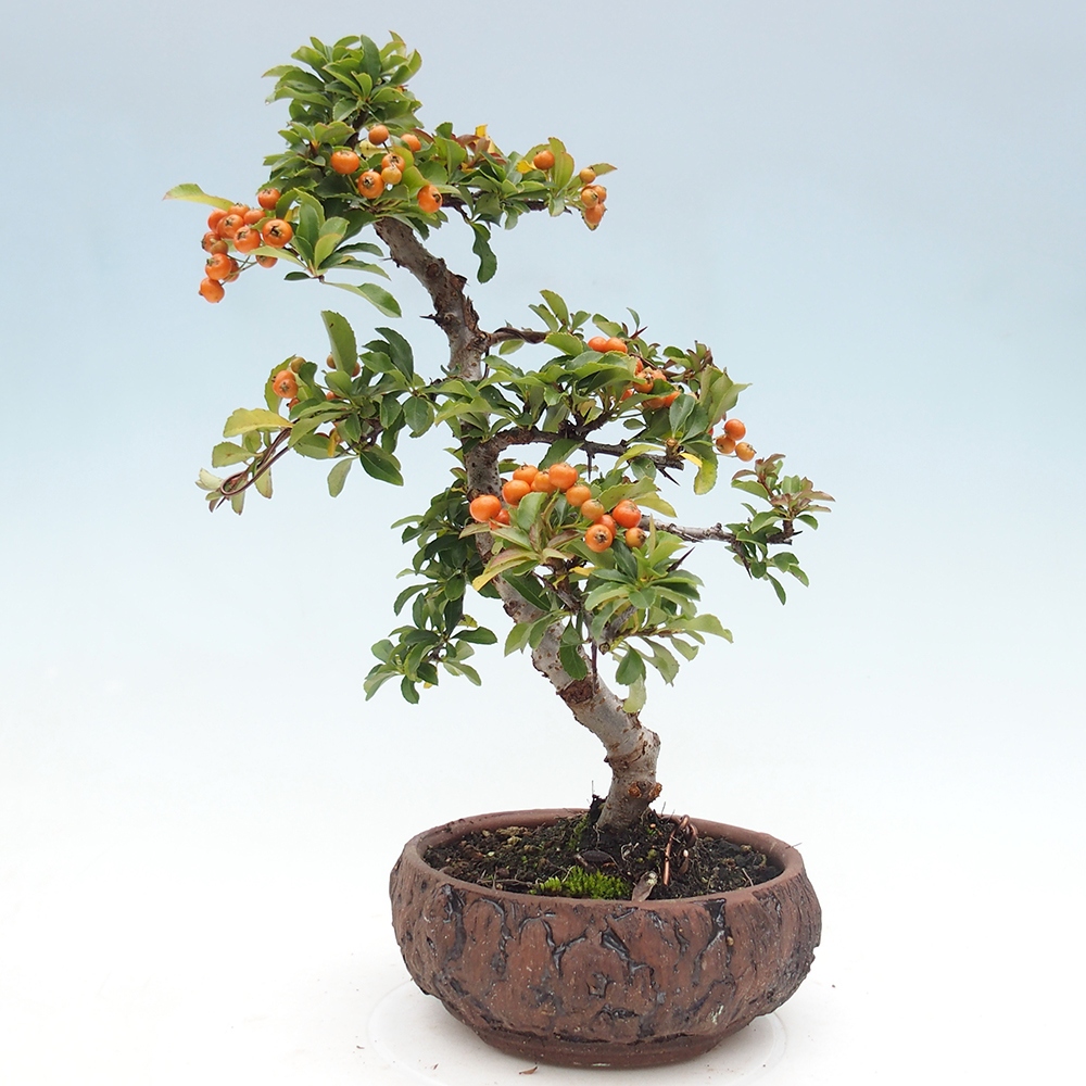 Kültéri bonsai-Pyracantha Teton - Hlox
