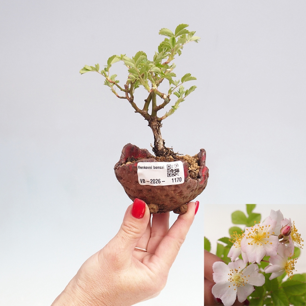 Kültéri bonsai - Rosa sp. - kisvirágú rózsa