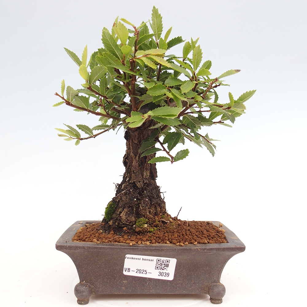 Kültéri bonsai - Zelkova - Zelkova NIRE