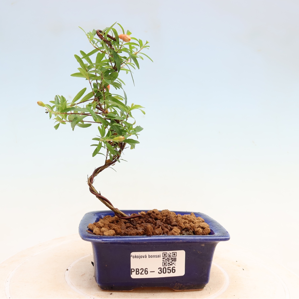 Szobai bonsai-PUNICA granatum nana-gránátalma